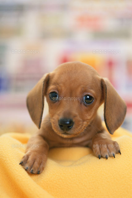 黄色の布の上に手を置く犬（ミニチュアダックスフンド）[21003002427A