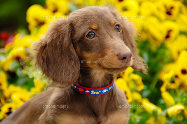 ミニチュアダックスフンドと花壇 の写真素材 イラスト素材 アマナイメージズ