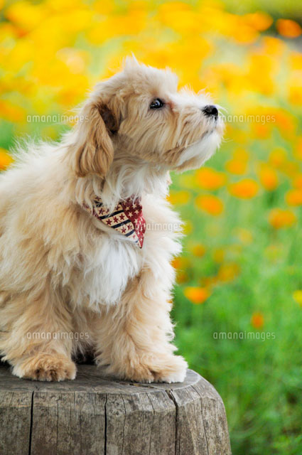 バンダナをする犬と花壇 雑種 a の写真素材 イラスト素材 アマナイメージズ