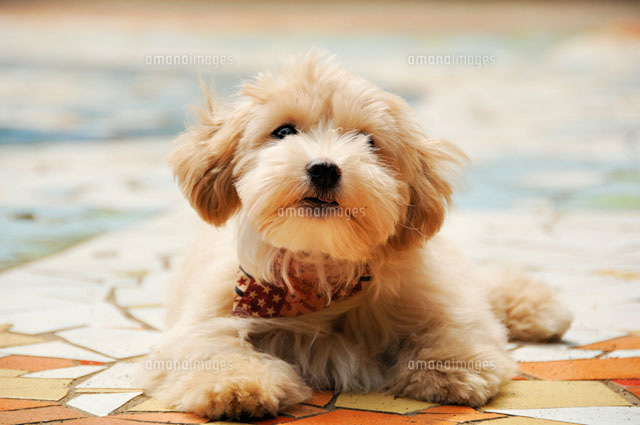 タイルの上のバンダナをする犬 雑種 の写真素材 イラスト素材 アマナイメージズ