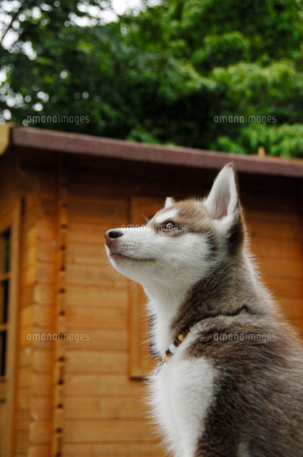 シベリアンハスキー の写真素材 イラスト素材 アマナイメージズ