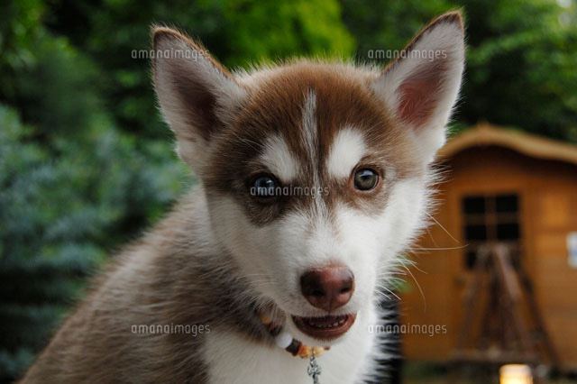 シベリアンハスキー の写真素材 イラスト素材 アマナイメージズ