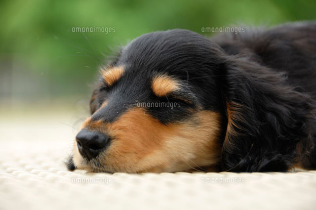 眠るミニチュアダックスフンド の写真素材 イラスト素材 アマナイメージズ