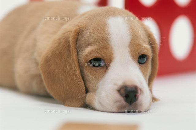 犬 ビーグル の写真素材 イラスト素材 アマナイメージズ