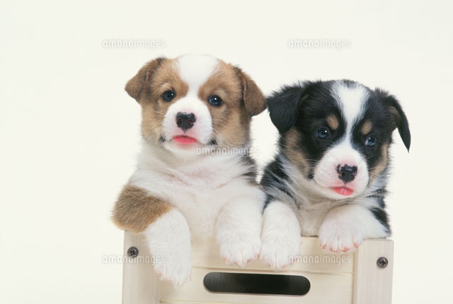 2匹の犬（コーギー）[21003002948A]の写真・イラスト素材｜アマナ 