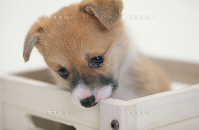 木箱から顔を出す犬 コーギー a の写真素材 イラスト素材 アマナイメージズ