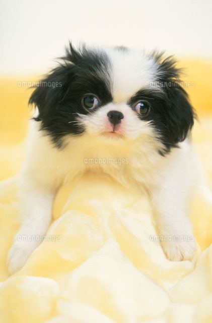 黄色いクッションに横たわる犬 チン の写真素材 イラスト素材 アマナイメージズ