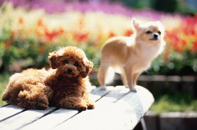 2匹の犬 トイプードル チワワ の写真素材 イラスト素材 アマナイメージズ