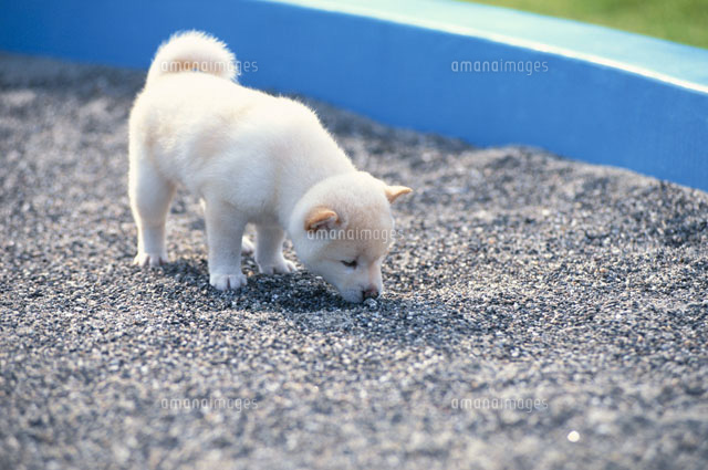 犬 紀州犬 の写真素材 イラスト素材 アマナイメージズ