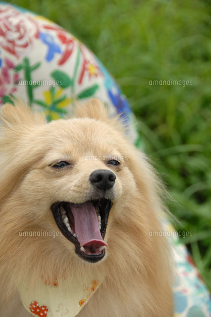 舌を出す犬 ポメラニアン の写真素材 イラスト素材 アマナイメージズ 舌を出す犬 ポメラニアン の写真素材 イラスト素材 アマナイメージズ