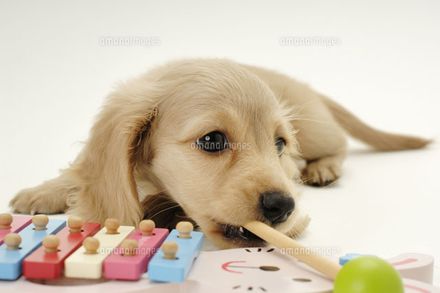 犬 ミニチュアダックスフンド とおもちゃ a の写真素材 イラスト素材 アマナイメージズ 犬 ミニチュアダックスフンド とおもちゃ a の写真素材 イラスト素材 アマナイメージズ