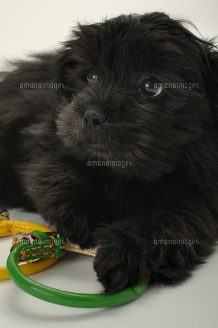 黒い犬 雑種 と首輪 a の写真素材 イラスト素材 アマナイメージズ