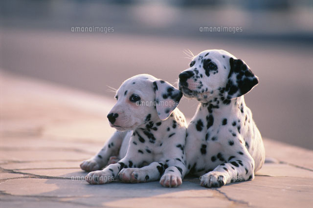 2匹のダルメシアン[21003004070]の写真・イラスト素材｜アマナイメージズ