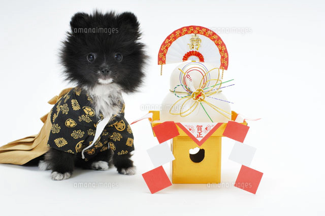 犬 ポメラニアンの写真素材 ストックフォト アマナイメージズ