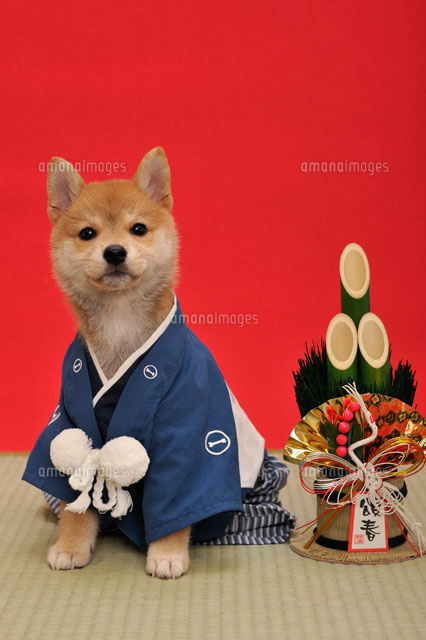 着物を着た赤柴犬とお正月飾り b の写真素材 イラスト素材 アマナイメージズ