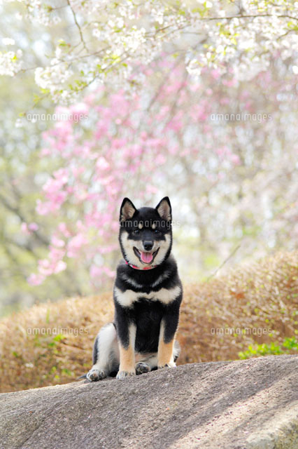 柴犬と桜[21003004587]の写真・イラスト素材｜アマナイメージズ