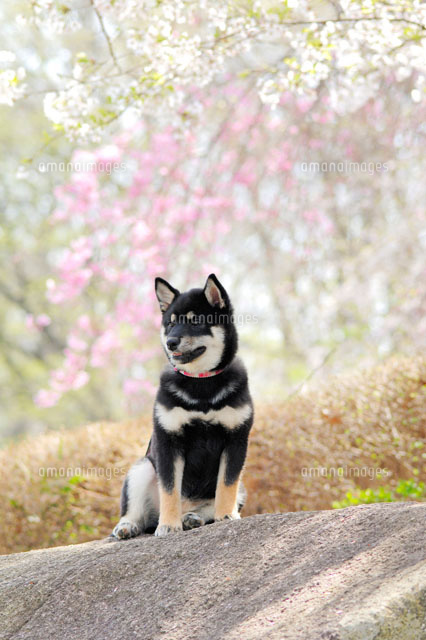 ゆき　(桜) 柴犬　後ろ姿　小物入れ 柴犬と桜[21003004587B]の写真・イラスト素材｜アマナイメージズ
