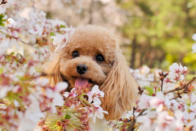 トイプードルと桜[21003004628C]の写真・イラスト素材｜アマナイメージズ