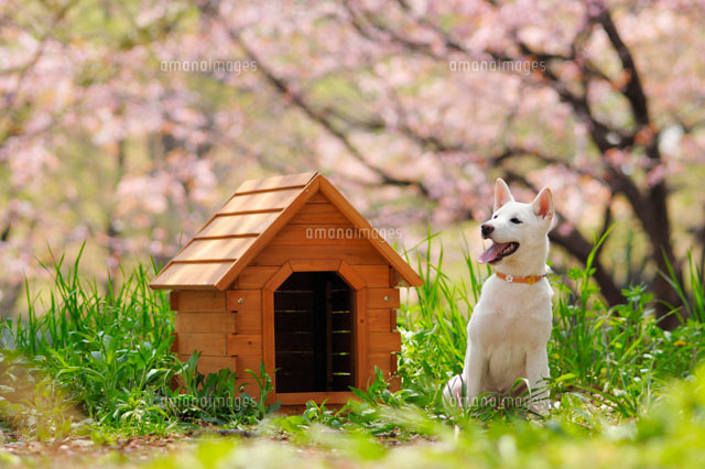 柴犬と桜と犬小屋 c の写真素材 イラスト素材 アマナイメージズ