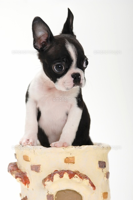 ボストンテリア の写真素材 イラスト素材 アマナイメージズ