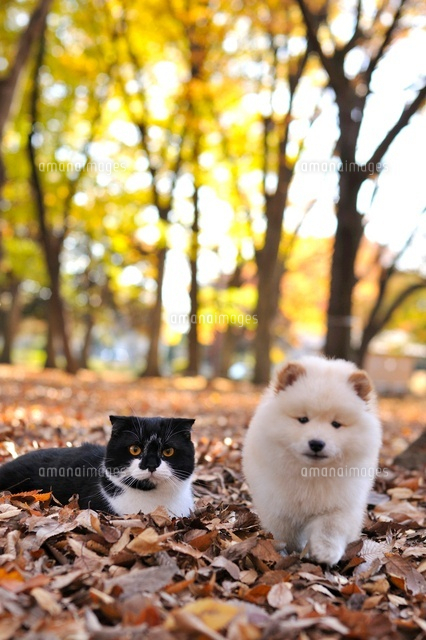 スコティッシュフォールド ミックス ポメラニアン 柴犬 の写真素材 イラスト素材 アマナイメージズ