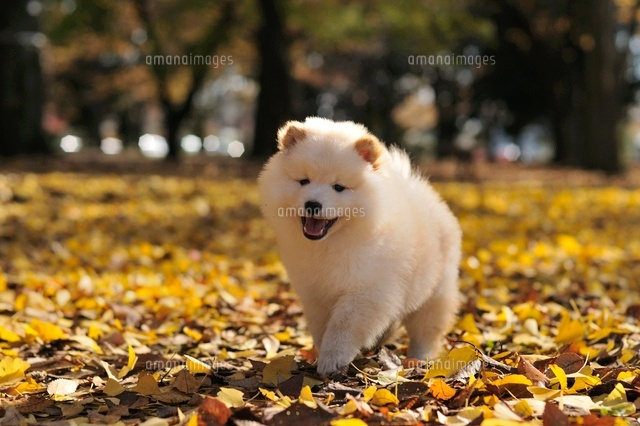ミックス ポメラニアン 柴犬 の写真素材 イラスト素材 アマナイメージズ