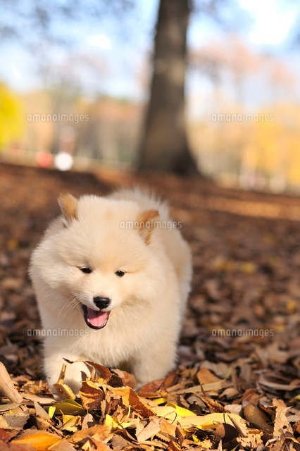 ミックス ポメラニアン 柴犬 の写真素材 イラスト素材 アマナイメージズ