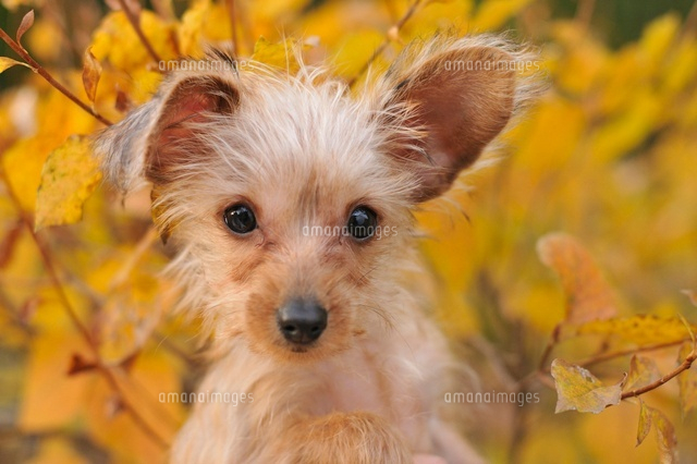 ミックス ヨークシャーテリア ダックス の写真素材 イラスト素材 アマナイメージズ