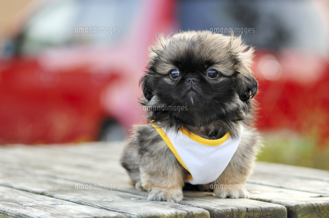 ペキニーズ の写真素材 イラスト素材 アマナイメージズ