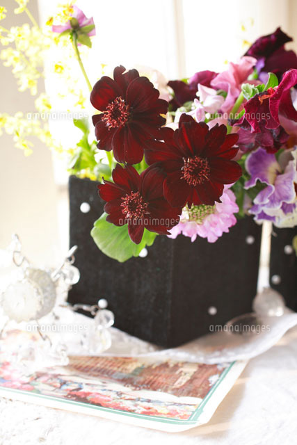 黒い器とチョコレートコスモス の写真素材 イラスト素材 アマナイメージズ
