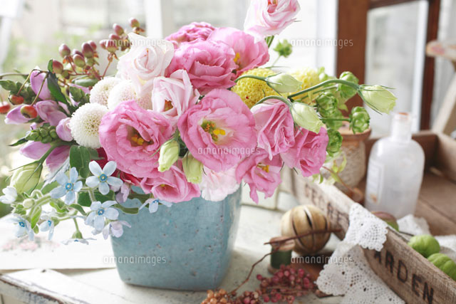 ピンクのトルコキキョウとブルースター の写真素材 イラスト素材 アマナイメージズ ピンクのトルコキキョウとブルースター の写真素材 イラスト素材 アマナイメージズ