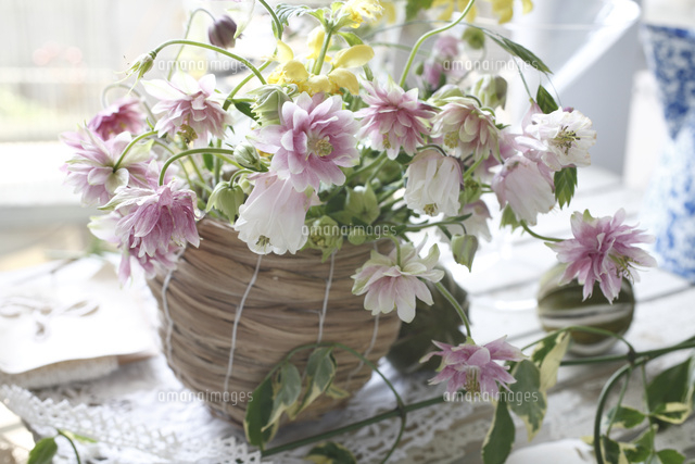 八重オダマキのアレンジメント の写真素材 イラスト素材 アマナイメージズ 八重オダマキのアレンジメント の写真素材 イラスト素材 アマナイメージズ