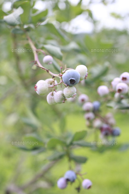 ブルーベリーの実 の写真素材 イラスト素材 アマナイメージズ