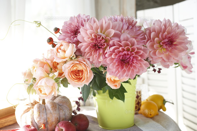 アプリコットのバラとピンクのダリアのアレンジメント の写真素材 イラスト素材 アマナイメージズ