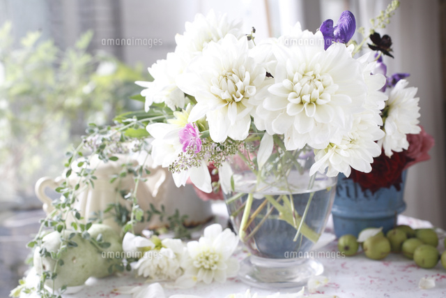 白いダリアのアレンジメント の写真素材 イラスト素材 アマナイメージズ