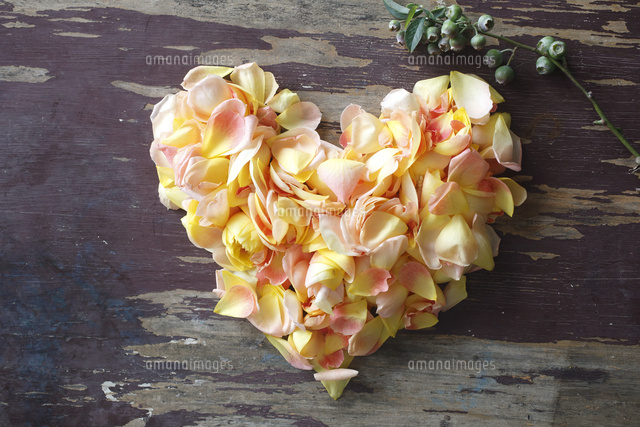 バラの花びらでハート の写真素材 イラスト素材 アマナイメージズ