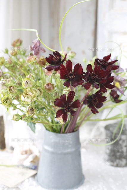 チョコレートコスモスのフラワーアレンジメント[21024008462]の写真