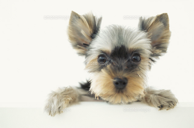 犬 ヨークシャテリア の写真素材 イラスト素材 アマナイメージズ