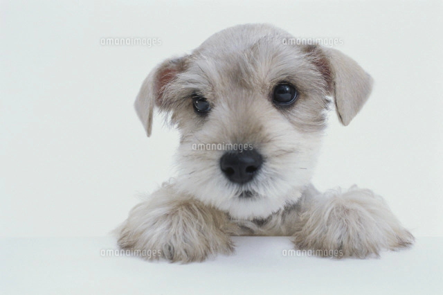 犬（ミニチュアシュナウザー）[21028001230]の写真・イラスト素材