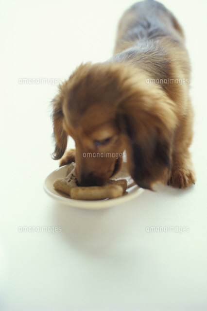 犬 ミニチュアダックスフンド と骨型クッキー の写真素材 イラスト素材 アマナイメージズ