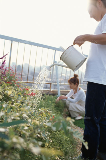 花に水をやる男性と庭仕事の女性 a の写真素材 イラスト素材 アマナイメージズ