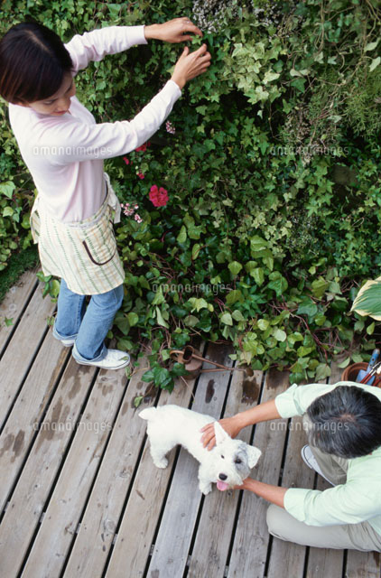 庭仕事をしながら犬と遊ぶ夫婦 の写真素材 イラスト素材 アマナイメージズ