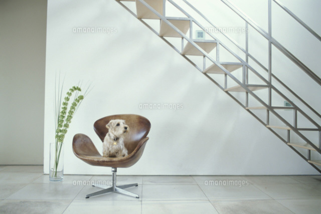 階段下の茶色いイスに座った犬 テリア a の写真素材 イラスト素材 アマナイメージズ