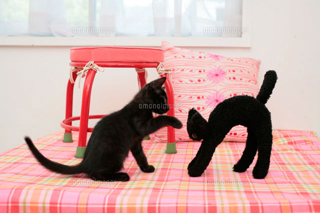 黒猫のぬいぐるみにじゃれる黒猫 の写真素材 イラスト素材 アマナイメージズ