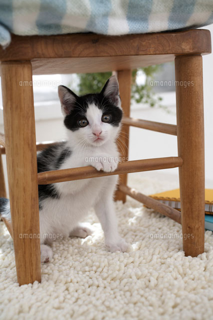 椅子の下に座る子猫 a の写真素材 イラスト素材 アマナイメージズ