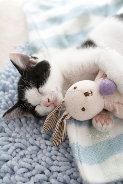 ウサギのぬいぐるみを抱いて眠る子猫 の写真素材 イラスト素材 アマナイメージズ