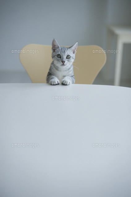 テーブルから顔を出す猫（アメリカンショートヘアー）[21028004548]の