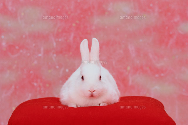 赤い座布団の上の白いうさぎ の写真素材 イラスト素材 アマナイメージズ