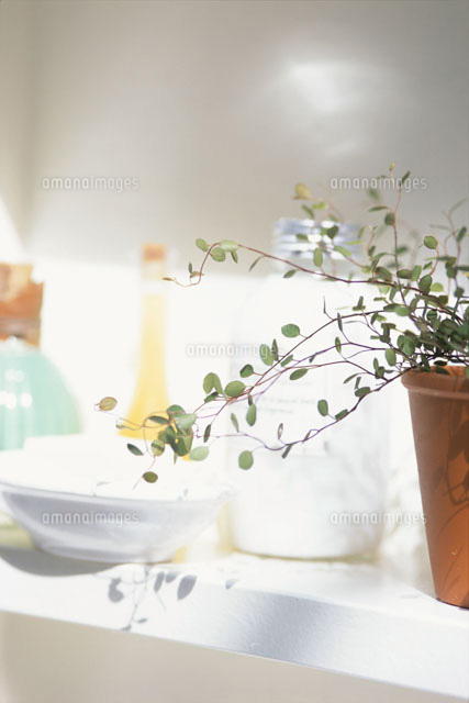 洗面台の上の鉢植えやボトル等 の写真素材 イラスト素材 アマナイメージズ