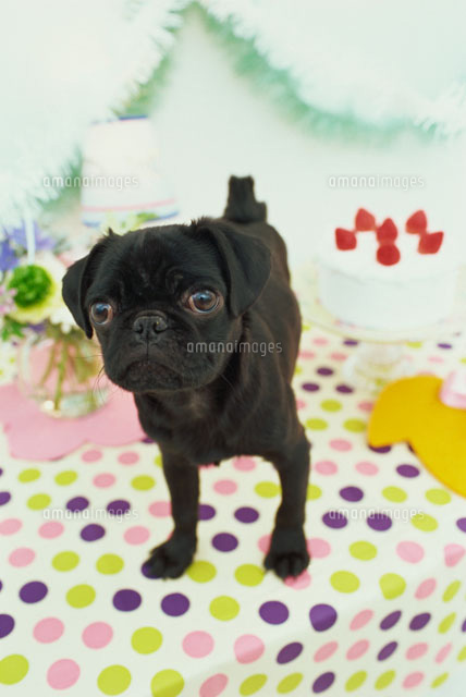 水玉シートの上のパグとケーキ b の写真素材 イラスト素材 アマナイメージズ